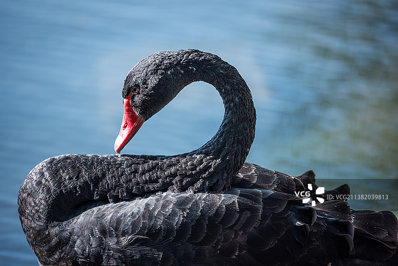 黑天鹅图片素材