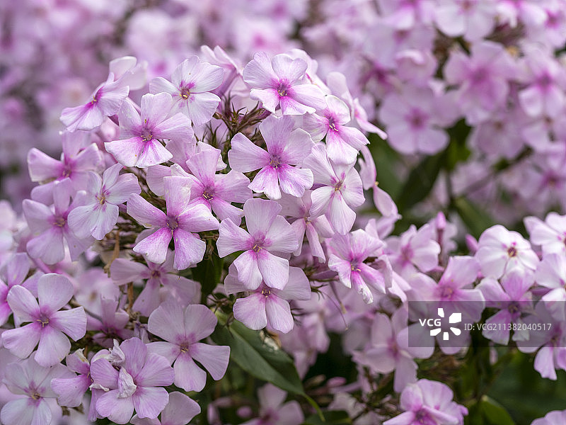 Discovery 丛生福禄考的粉红色花朵特写图片素材