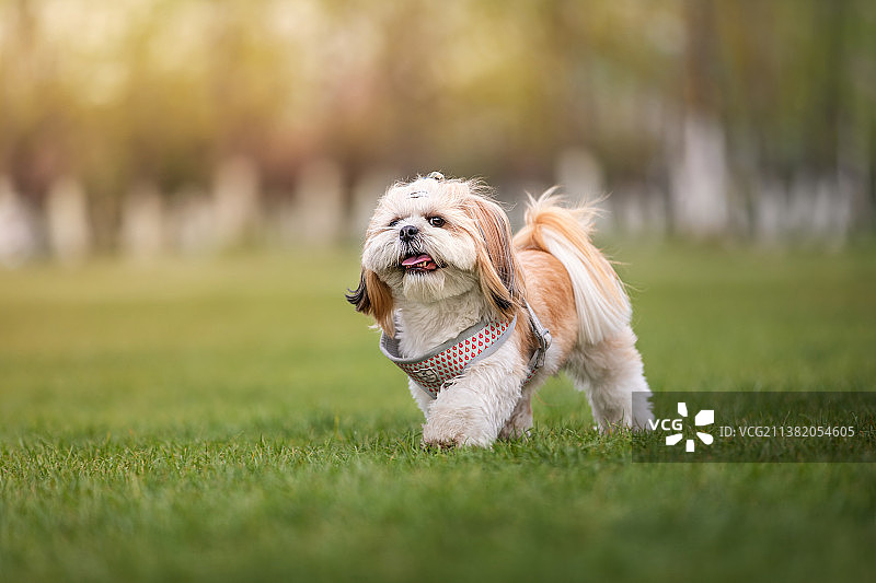 秋日氛围绿色草地上的西施犬图片素材