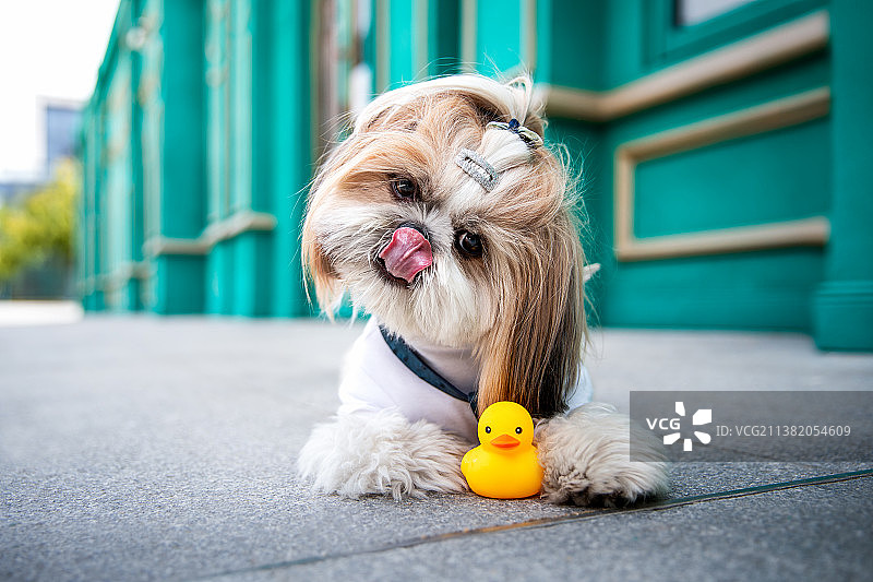 吐舌头歪着脑袋的西施犬图片素材