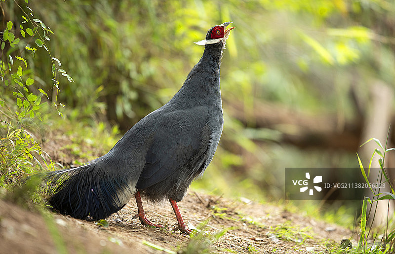 蓝马鸡图片素材