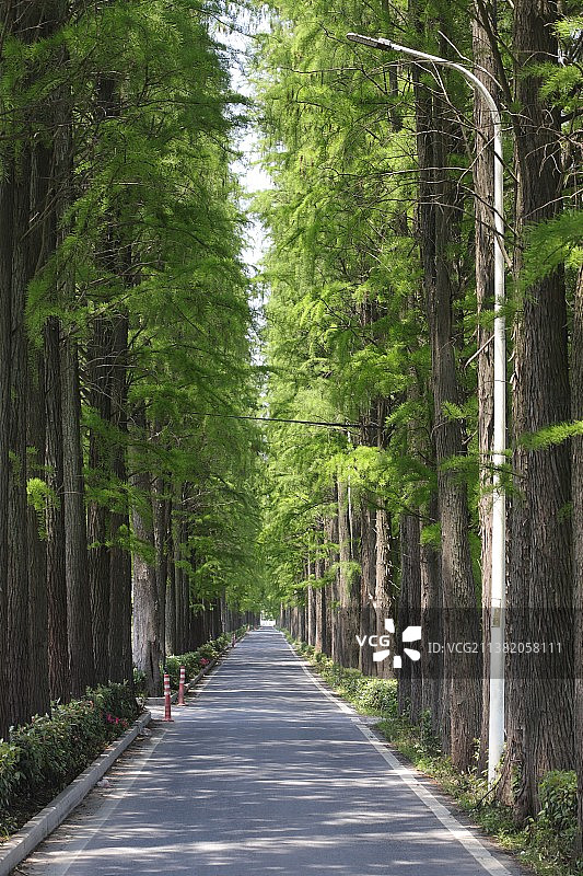 林中树木丛中的空路图片素材