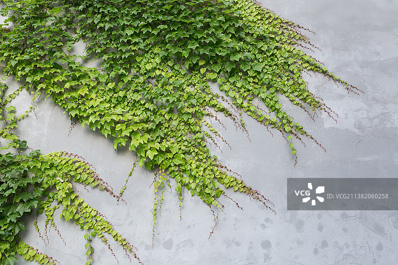 爬山虎植物，爬藤植物图片素材