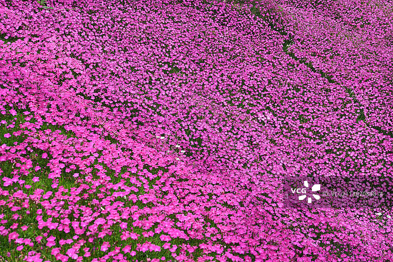 美丽的欧石竹花毯图片素材