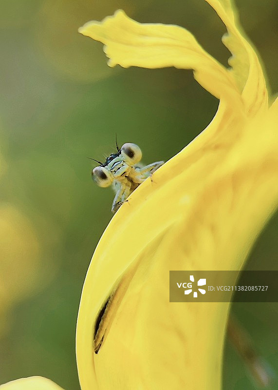 花上豆娘的特写镜头图片素材