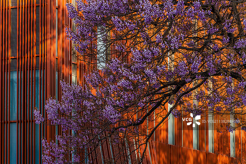 北京亦庄宏达北路泡桐花图片素材