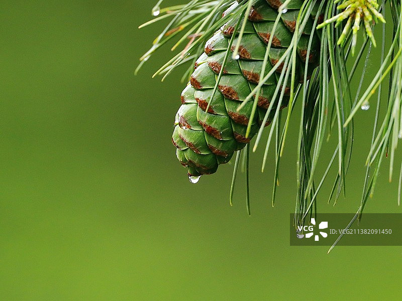 松果 春雨图片素材