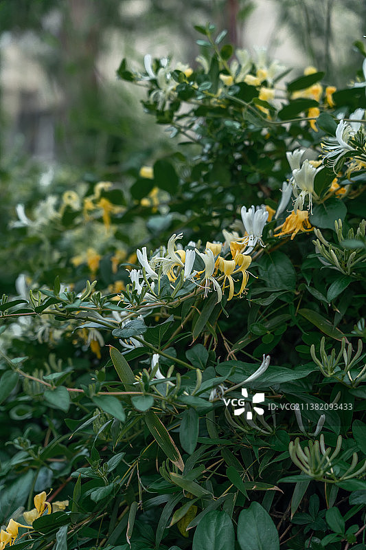 金银花图片素材