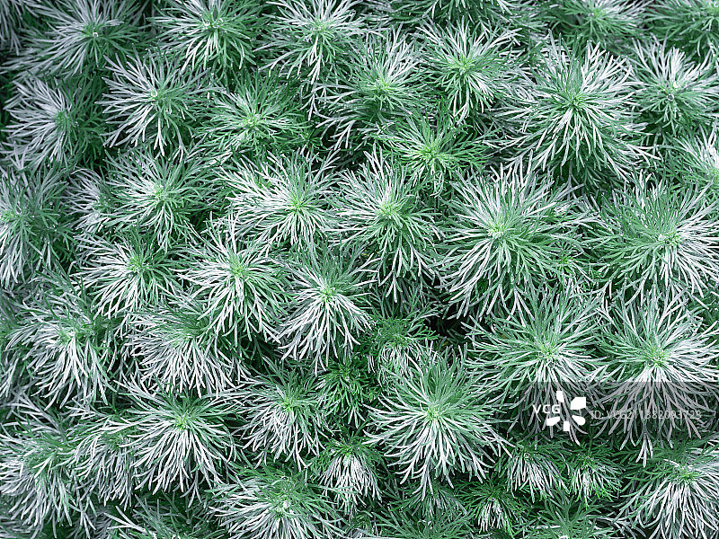 武汉植物园植物图片素材