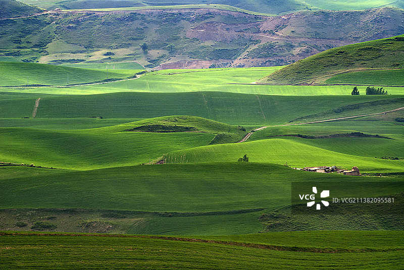 中国最大的坡地麦田~~江布拉克图片素材