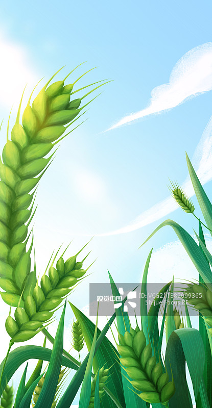 仰视麦田蓝天小满节气插画图片素材