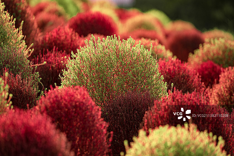 秋天时节的上海金山区花开海上生态园里的地肤图片素材