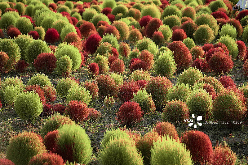 秋天时节的上海金山区花开海上生态园里的地肤图片素材