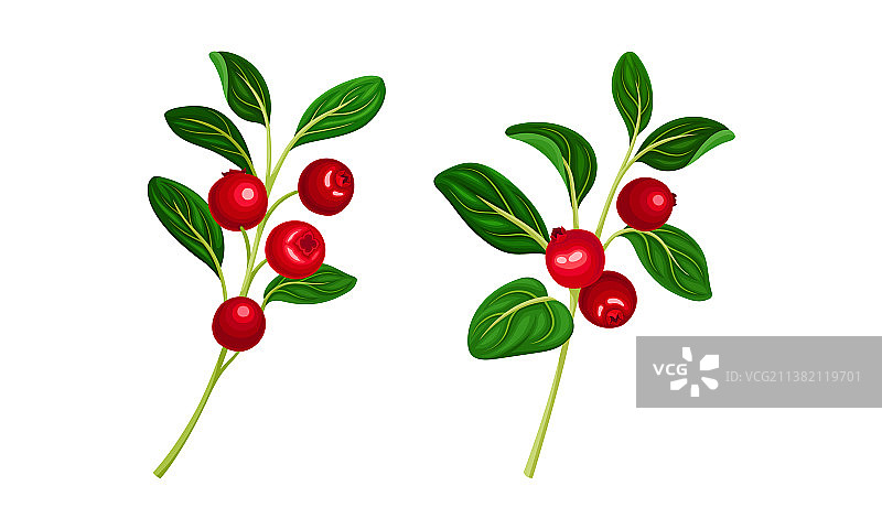 红色的蔓越莓树枝图片素材