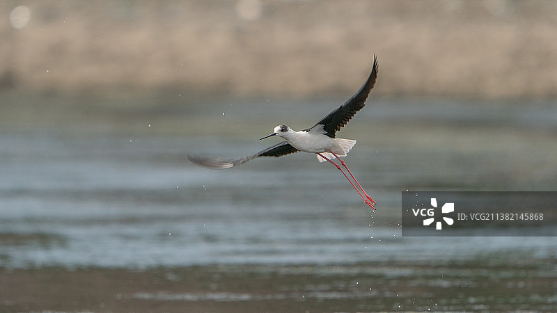 黑翅长脚鹬图片素材