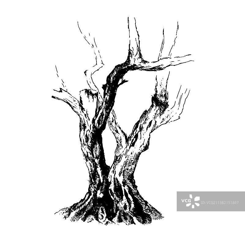 古树素描图片素材