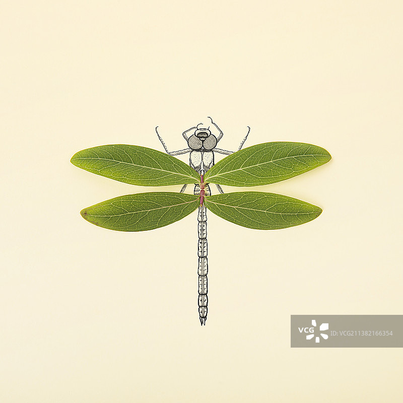 蜻蜓图片素材