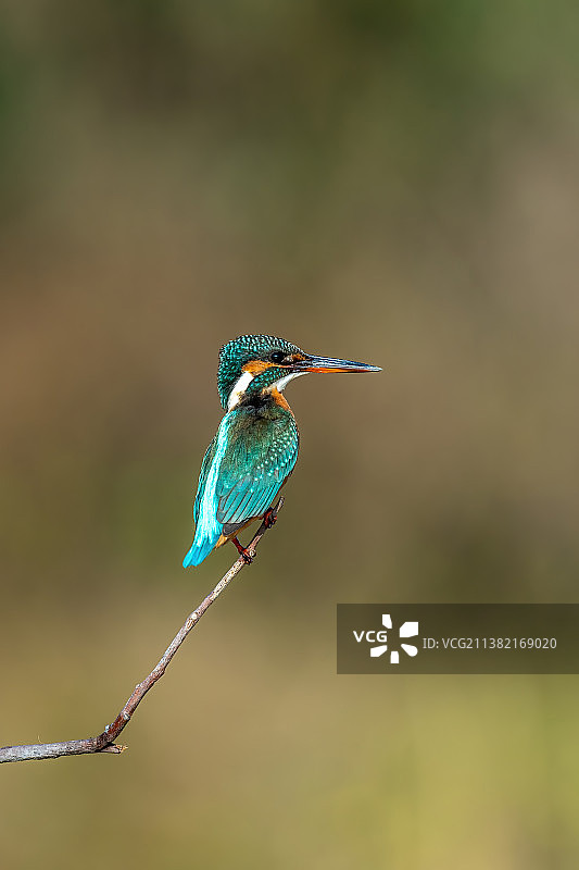 一只栖息于清澈溪涧，站立在树枝上伺机捕食鱼虾的普通翠鸟图片素材
