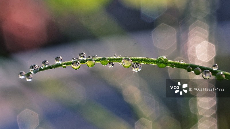 小草叶上的水珠在阳光中闪闪发亮图片素材