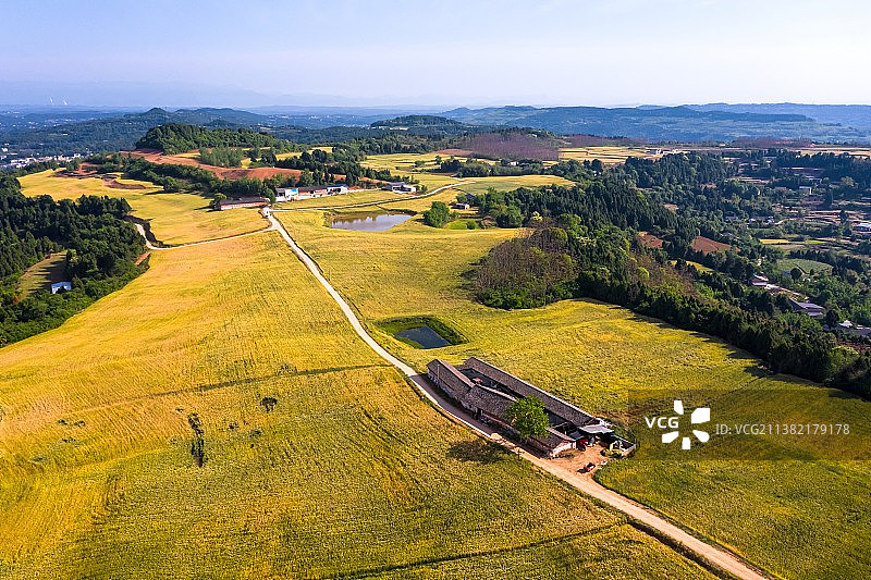 绵阳市游仙区史家湾麦田图片素材