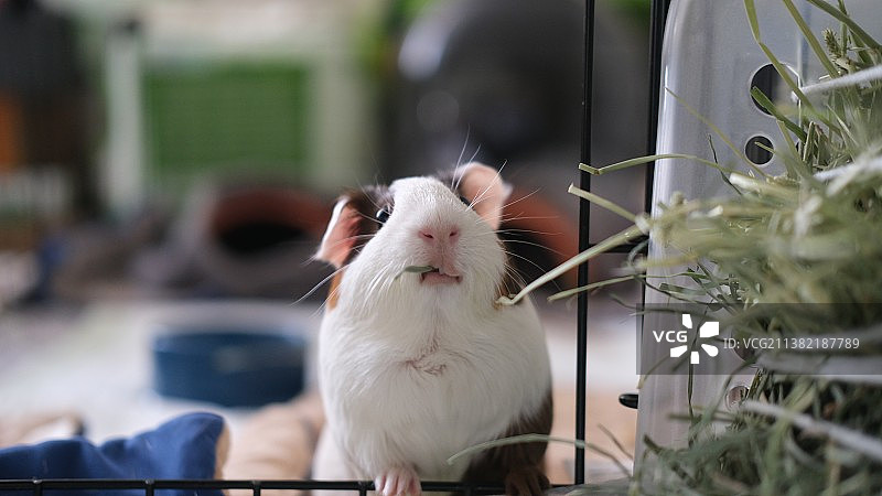 正在吃草的荷兰猪图片素材