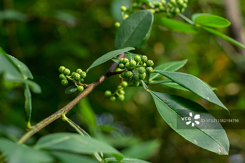 野生青花椒图片素材
