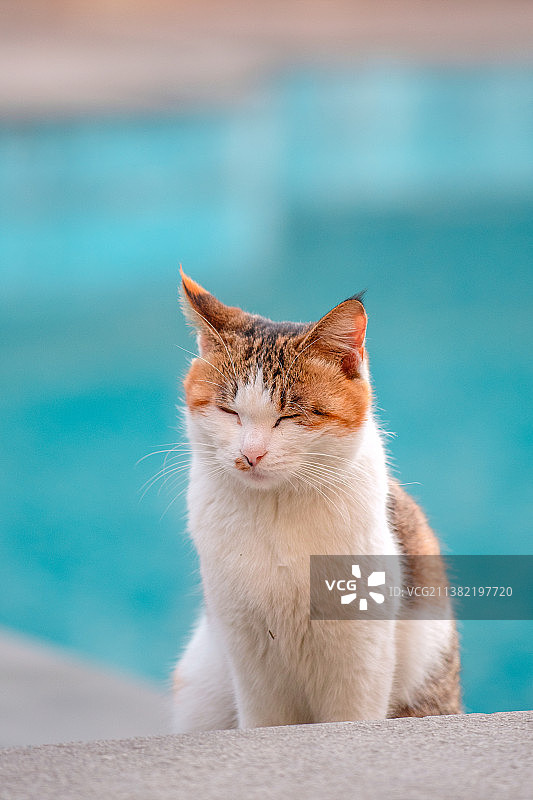 泳池边的动漫小猫咪图片素材