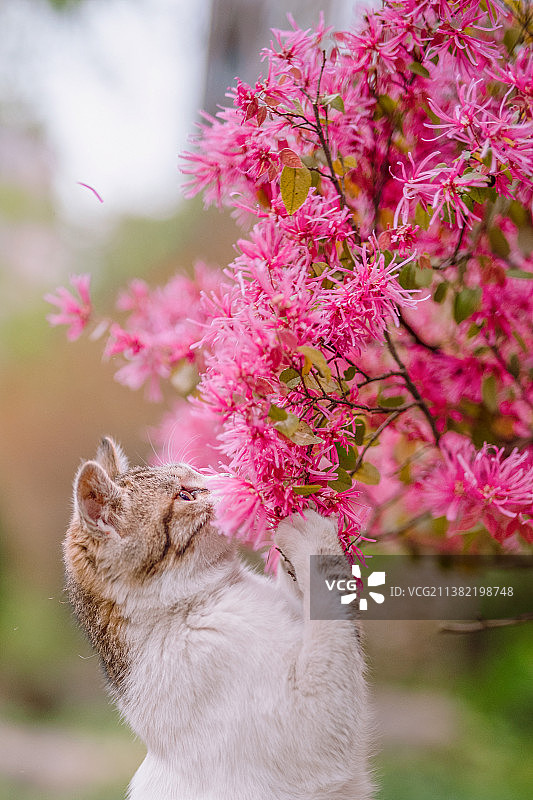 摘花的小猫咪图片素材
