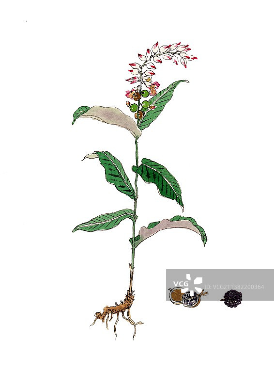唯美国风手绘本草纲目中草药植物插画豆蔻图片素材