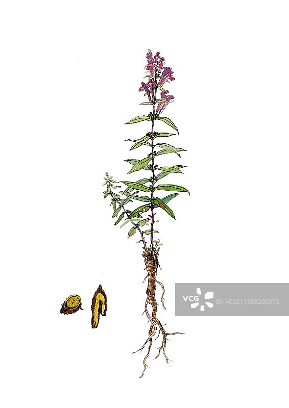 唯美国风手绘本草纲目中草药植物插画黄芩图片素材