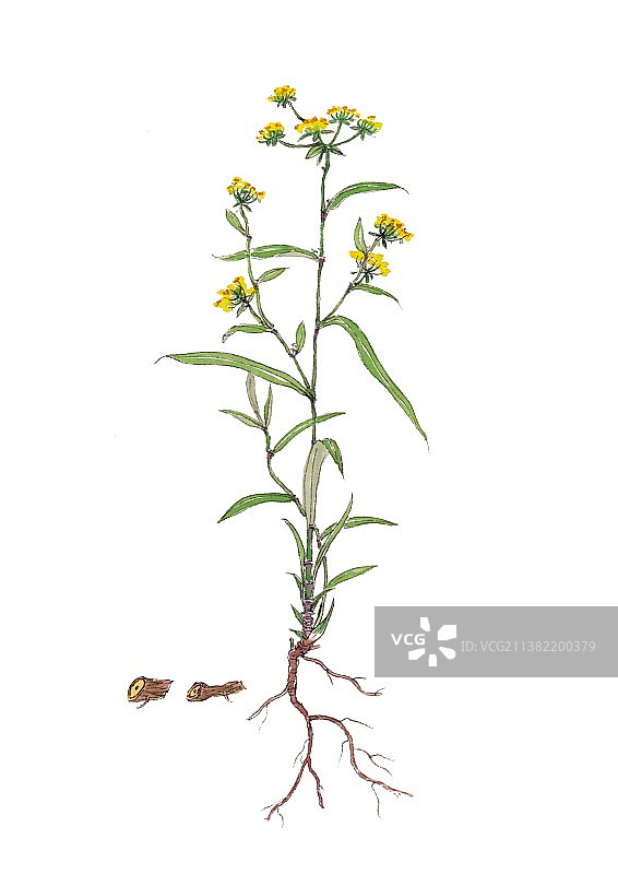 唯美国风手绘本草纲目中草药植物插画柴胡图片素材