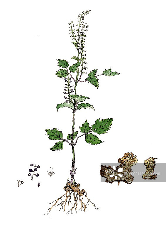 唯美国风手绘本草纲目中草药植物插画升麻图片素材