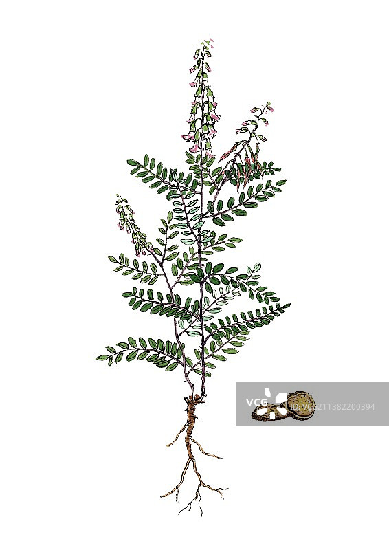 唯美国风手绘本草纲目中草药植物插画苦参图片素材
