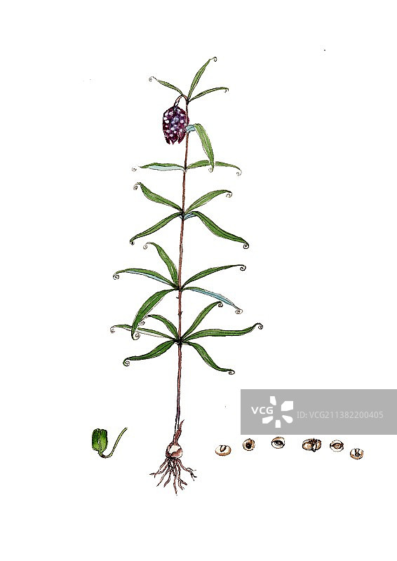 唯美国风手绘本草纲目中草药植物插画贝母图片素材