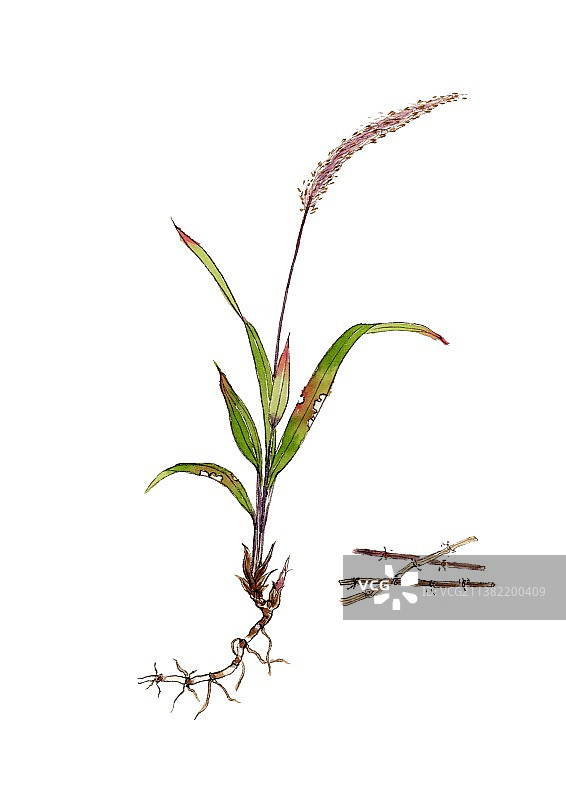 唯美国风手绘本草纲目中草药植物插画白茅图片素材