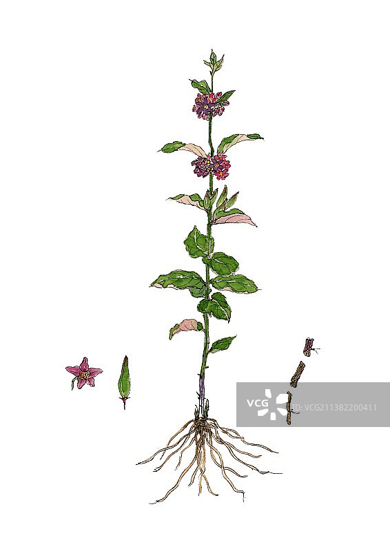 唯美国风手绘本草纲目中草药植物插画白薇图片素材