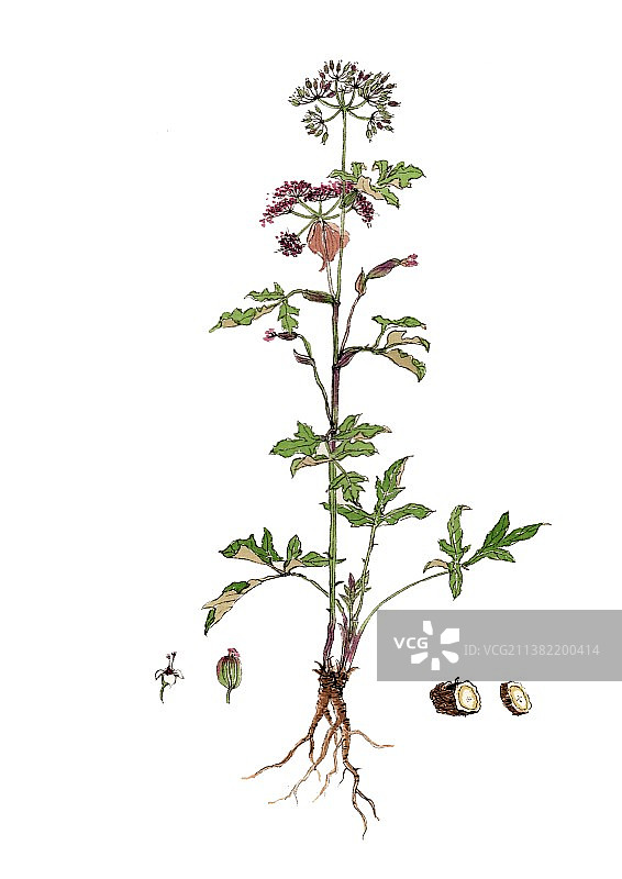 唯美国风手绘本草纲目中草药植物插画当归图片素材