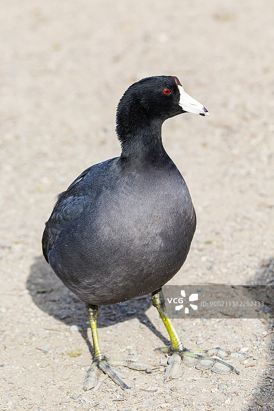 骨顶鸡图片素材
