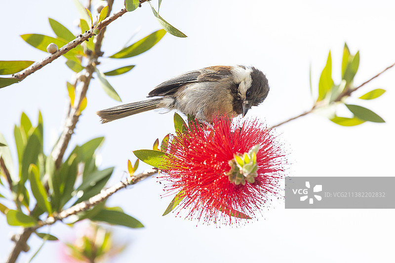 褐头山雀2图片素材