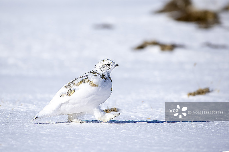 岩雷鸟图片素材