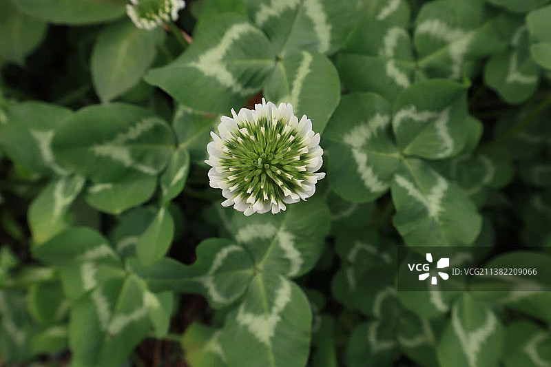 春天里的故事图片素材