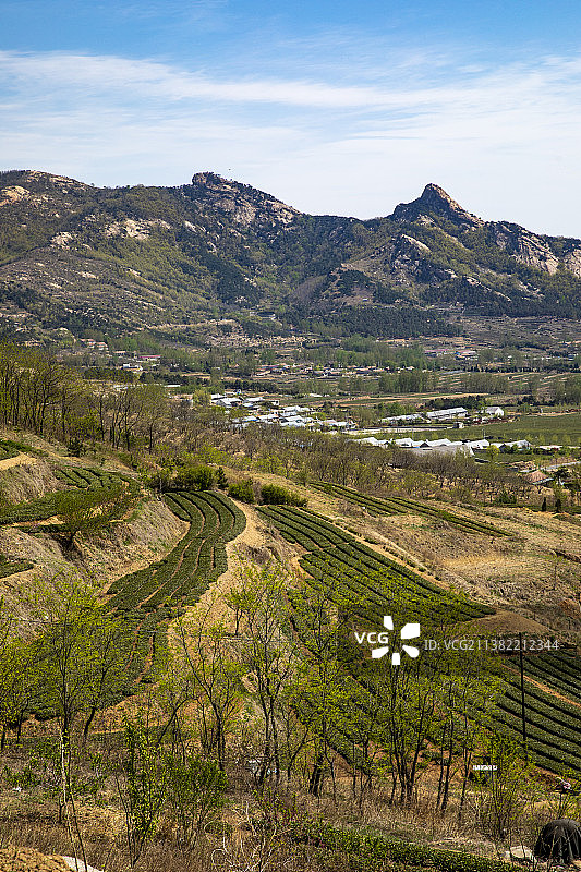 山东日照绿茶初春茶园图片素材