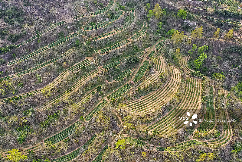 山东日照绿茶初春茶园图片素材