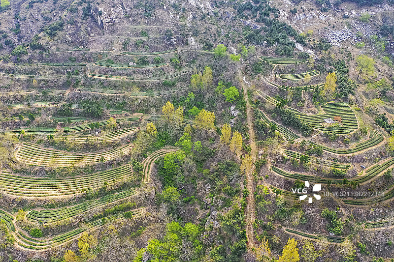 山东日照绿茶初春茶园图片素材