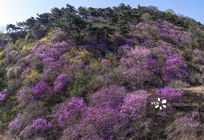 五莲山野生杜鹃花园图片素材