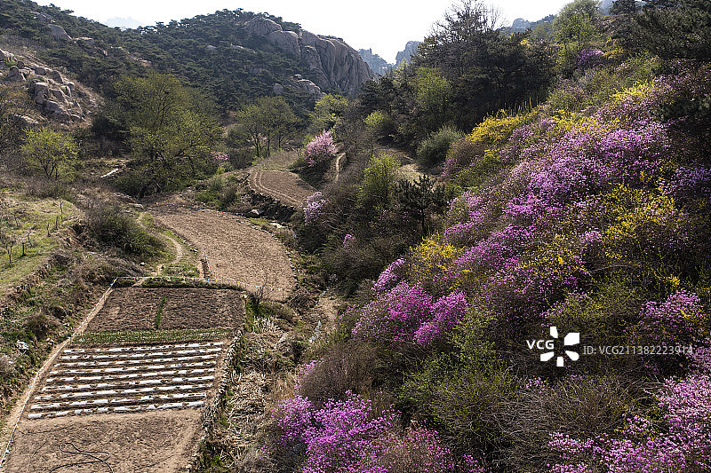 五莲山野生杜鹃花园图片素材