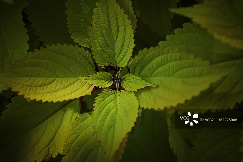 美国，对称生长的薄荷叶子图片素材