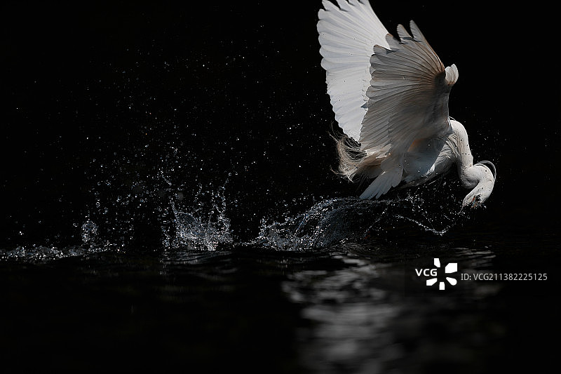 小白鹭《弄潮儿》图片素材