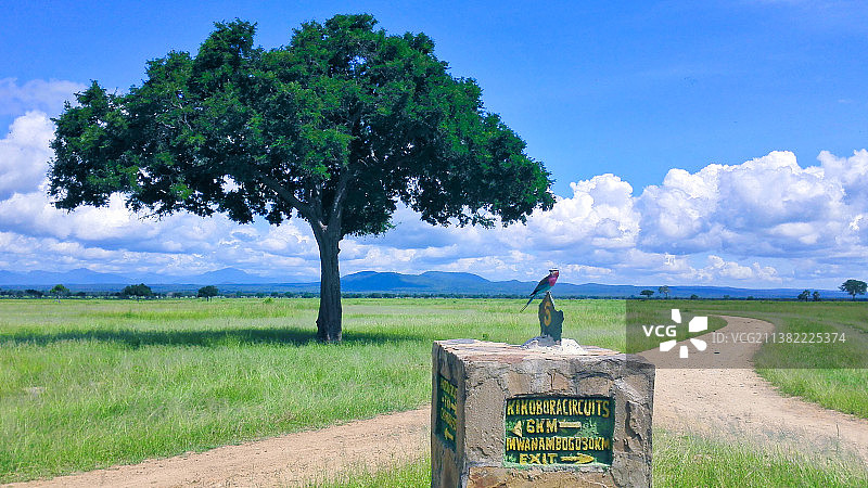 非洲草原上的鸟、路与树图片素材