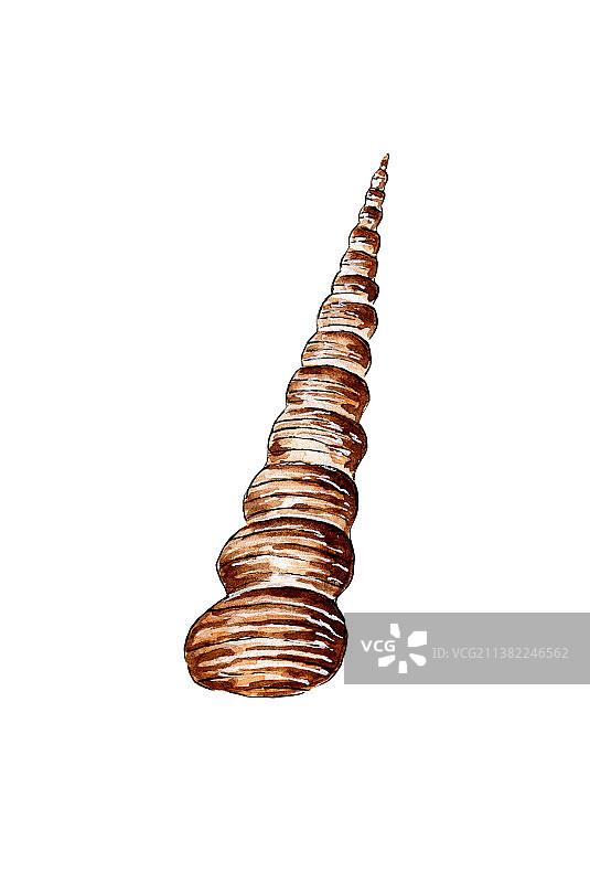 米色细长扭曲海螺水彩画图片素材